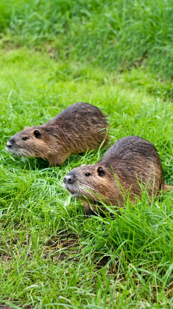 Two beavers resting and foraging in a lush green grassy field with vibrant vegetation background Wallpaper