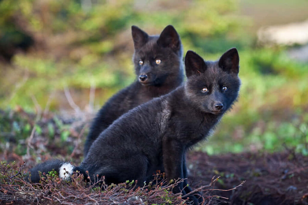 Two Black Foxes in Lush Greenery: Serene Natural Habitat Scene Wallpaper