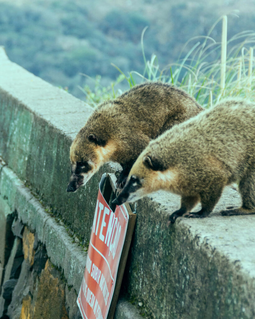 Two brown coatis with long snouts explore a weathered stone wall in lush green hills wildlife scene Wallpaper