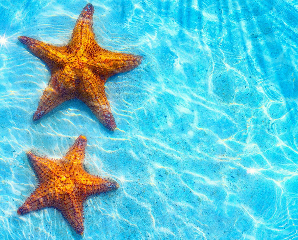 Serene Wallpaper: Two Brown Starfish on Clear Blue Ocean Floor
