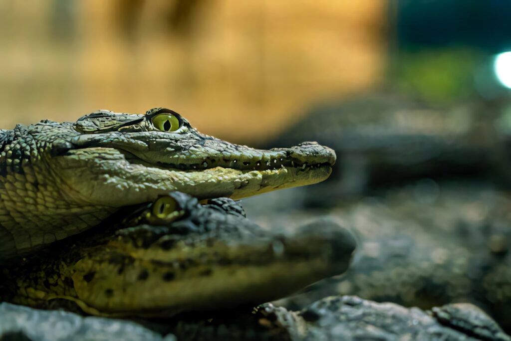 Two caimans closely resting showing textured scales sharp eyes natural lighting serene scene Wallpaper