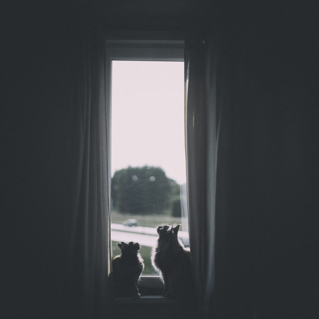 Serene Scene: Two Cats Gaze Outside from a Dimly Lit Windowsill Wallpaper