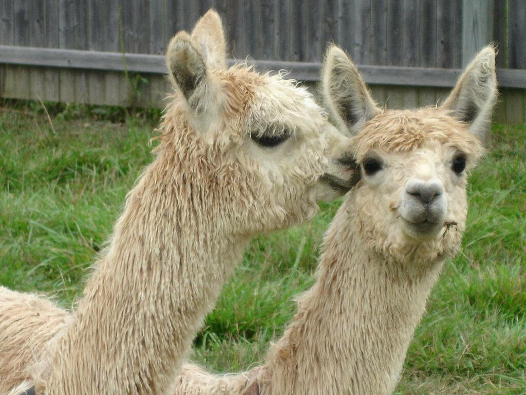 Two cream alpacas with soft curly fleece standing together on green grassy field outdoors Wallpaper