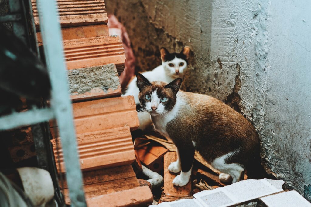 Curious Cats Explore Scenic Ruins: A Mysterious Outdoor Adventure Wallpaper