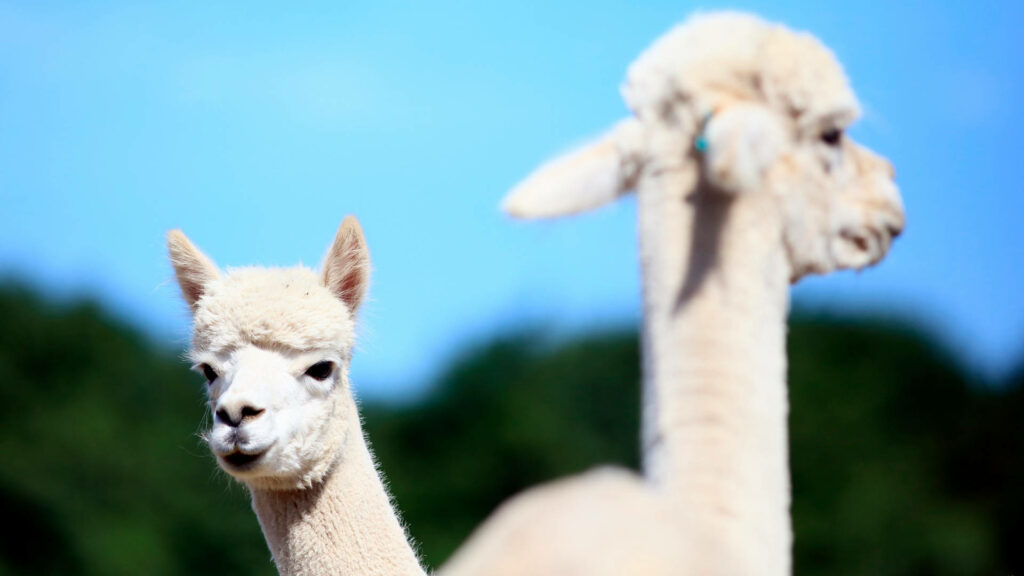 Two fluffy white alpacas standing outdoors under a bright blue sky in a serene natural setting Wallpaper