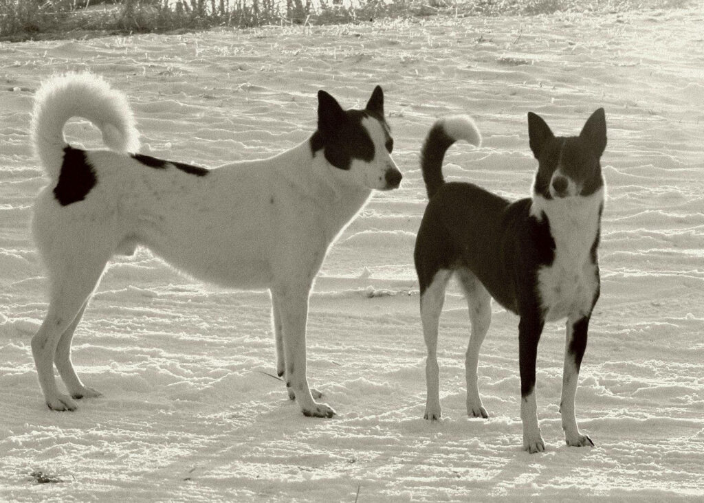 Contrasting Canines: Black & White Dogs in Snowy Serenity Wallpaper