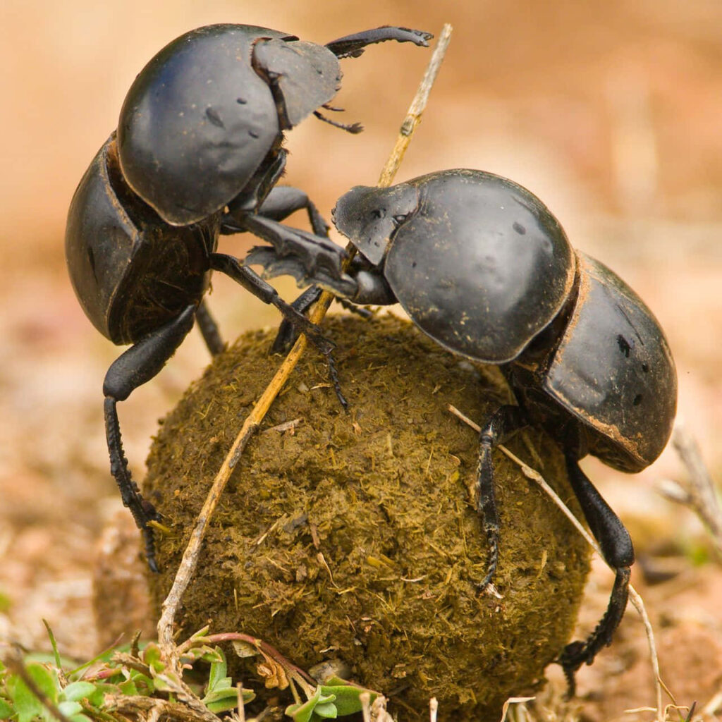 Two dung beetles rolling a dung ball together on earthy ground close-up teamwork nature image Wallpaper