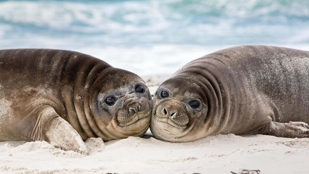 Two young elephant seals resting on sandy beach with ocean background peaceful wildlife scene Wallpaper