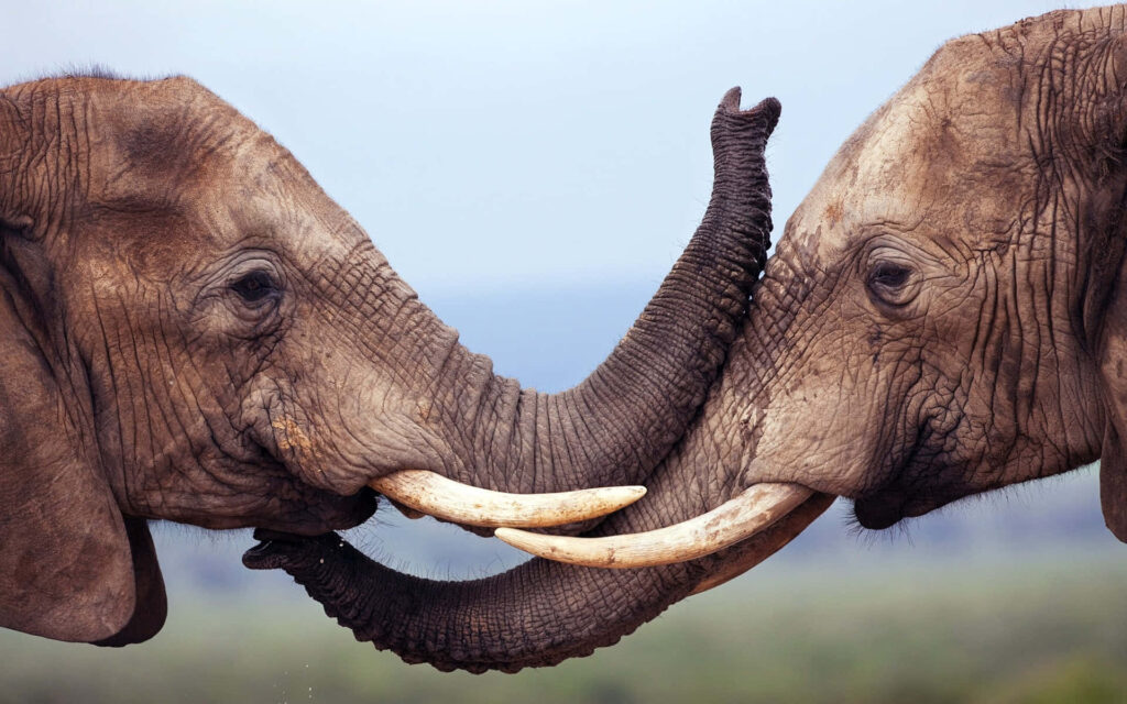 Two Elephants Touching Trunks: A Tender Moment in Nature Wallpaper