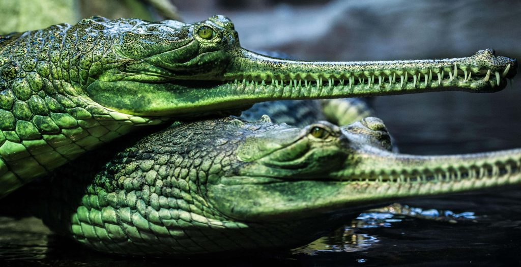 Two gharials with long snouts rest side by side in green natural habitat high resolution wallpaper