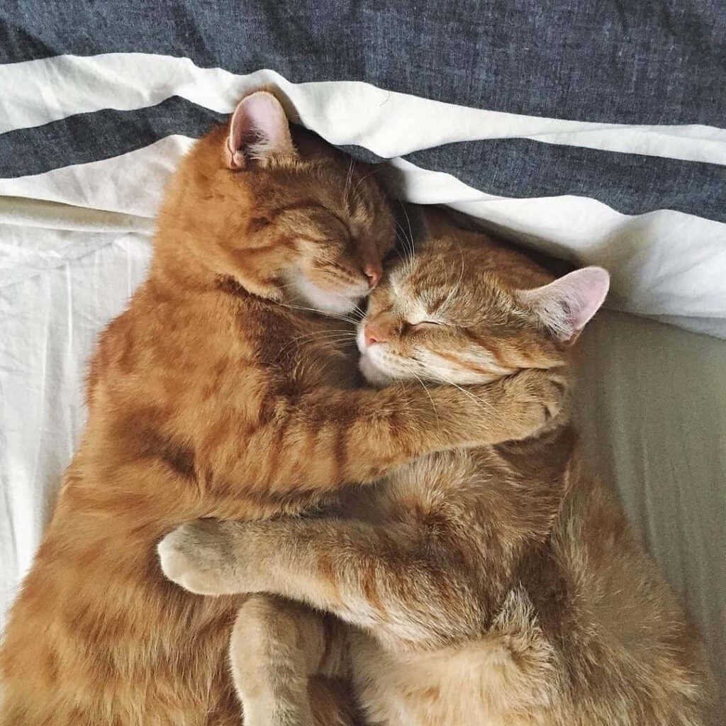 Endearing Scene of Two Cuddly Ginger Cats on a Cozy Bed Wallpaper