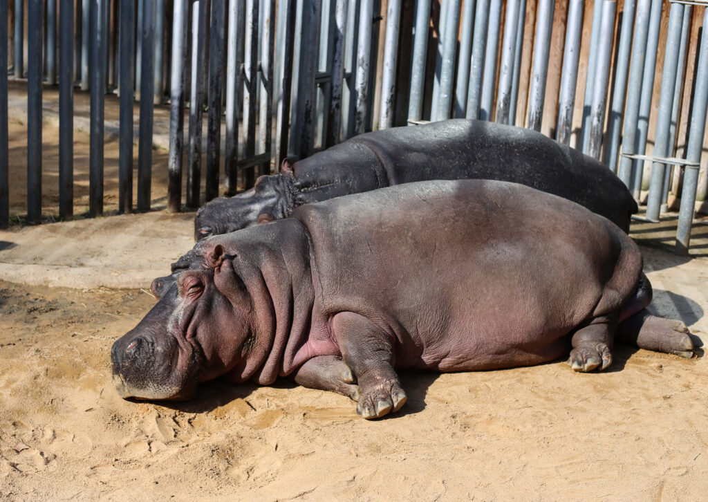 Two Hippopotamuses Relaxing Together on Sand by Metal Fence Wallpaper