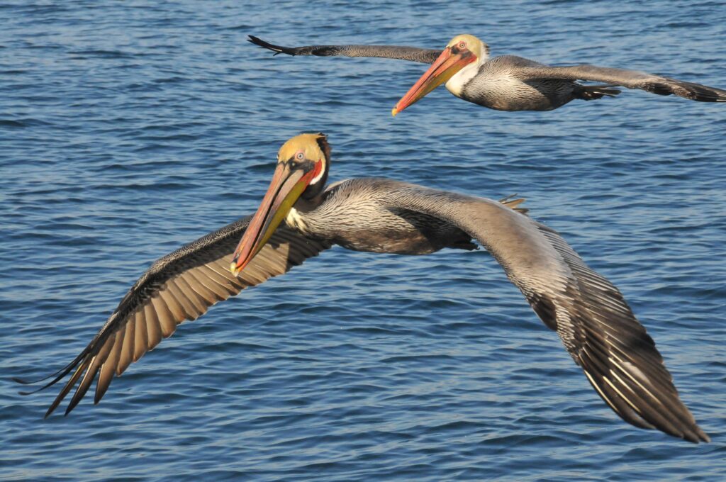 Pelicans Soaring Over Shimmering Sea: A Stunning Blue Background Wallpaper