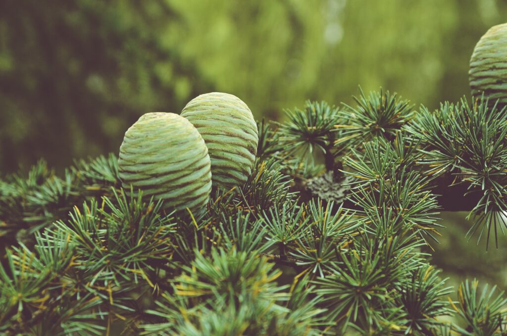 Two pine cones on green pine needles with soft-focus background natural textured wallpaper