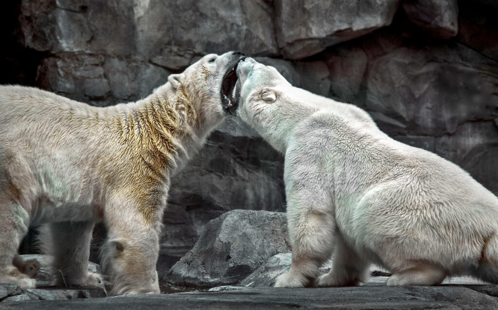 Playful Polar Bears: Strength & Agility Against Rocky Backdrop Wallpaper