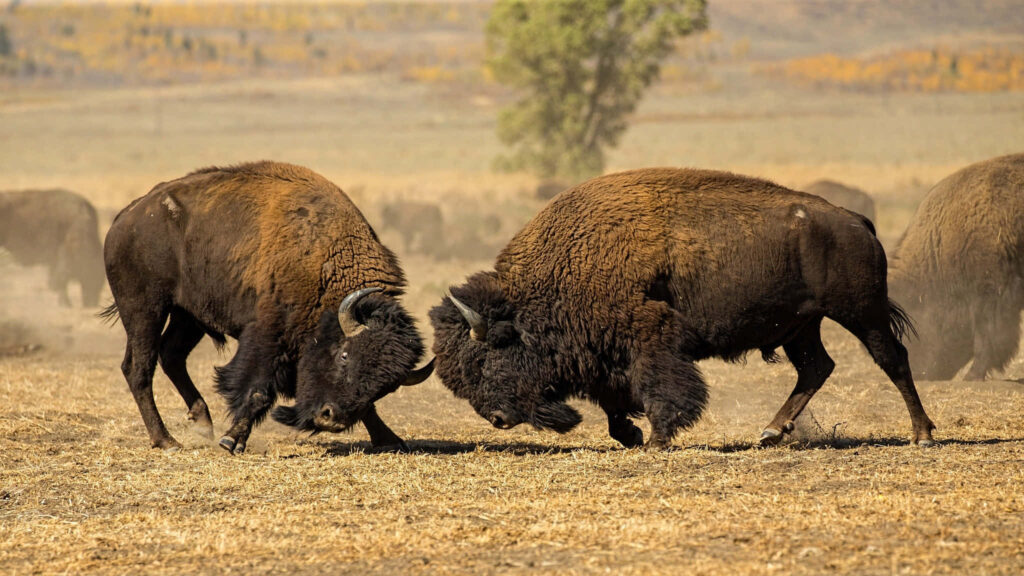 Two bison locking horns in autumn field with golden leaves and distant herds wallpaper background