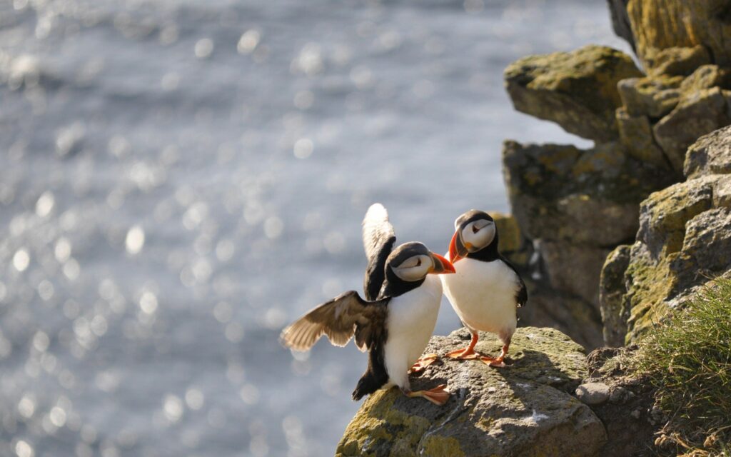 Puffins on Rugged Rocks: Serene Seaside Wallpaper Background