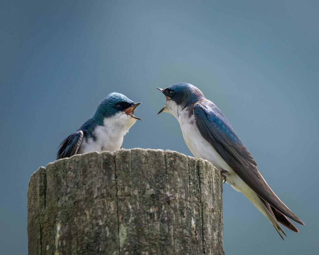 Two Swallows Chatting on a Post Against a Calm Blue Background Wallpaper