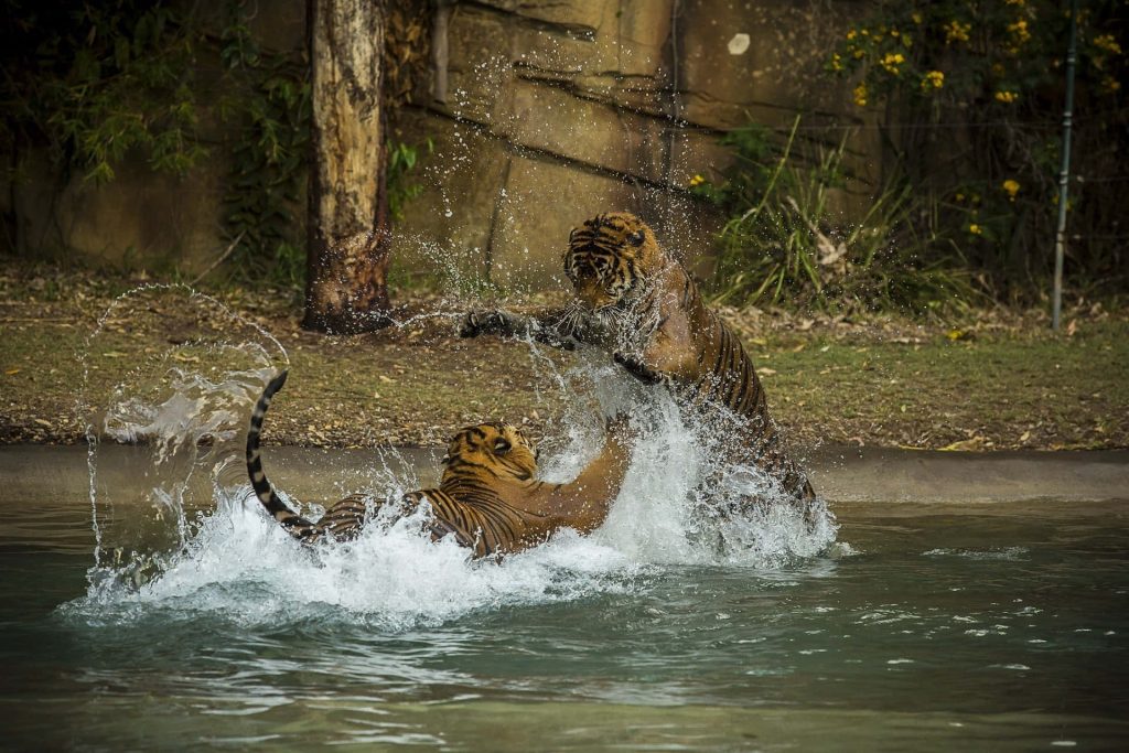 Two tigers splashing in shallow water showcasing wild power and fierce agility in nature Wallpaper