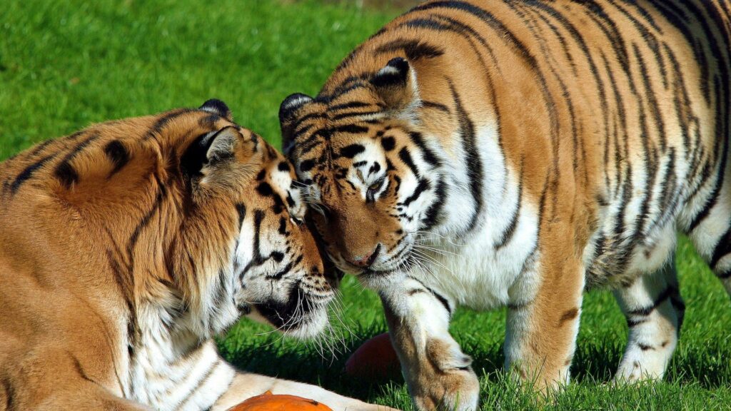 Tigers in Tender Moment on Lush Grass: A Serene Green Background Wallpaper