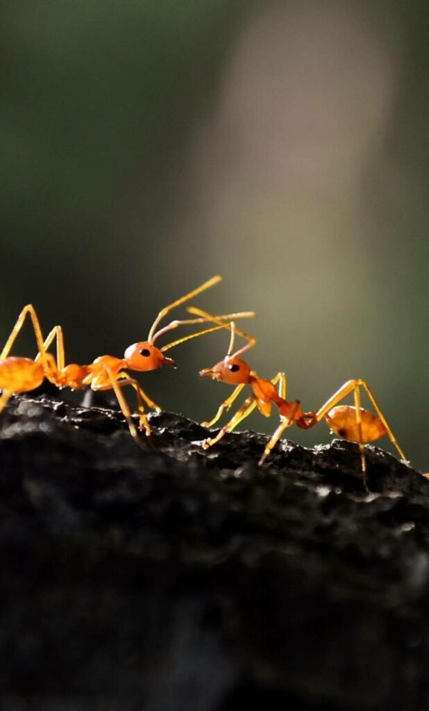 Two vibrant orange ants in fierce standoff on dark textured surface detailed close-up wallpaper