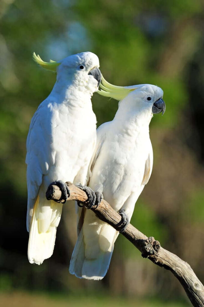 Two white cockatoos with yellow crests perched on branch against lush green blurred background Wallpaper