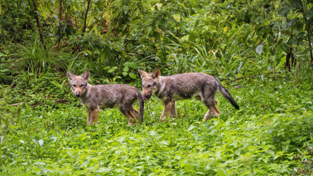 Two Wolf Cubs in Lush Greenery - Natural Habitat Wallpaper