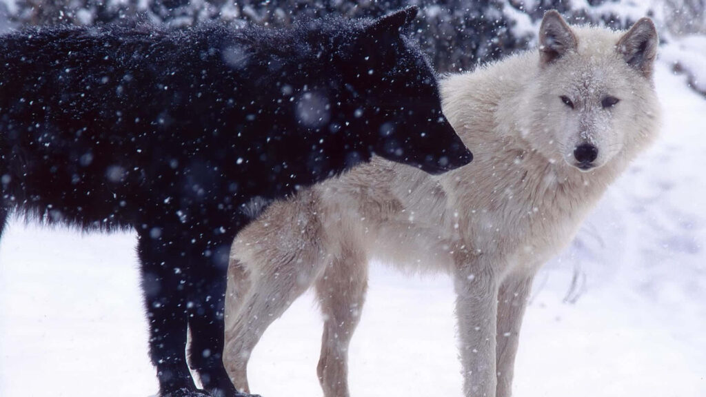 Black & White Wolves in Serene Snowy Landscape Wallpaper