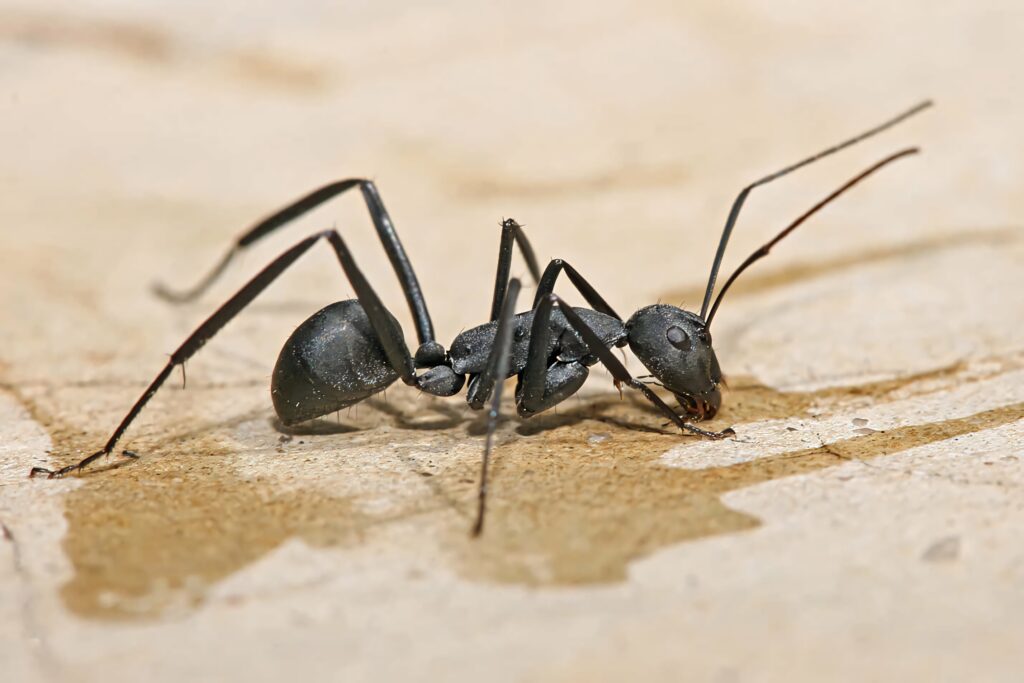 Ultra-closeup of black carpenter ant showing segmented body and long legs on blurred background Wallpaper