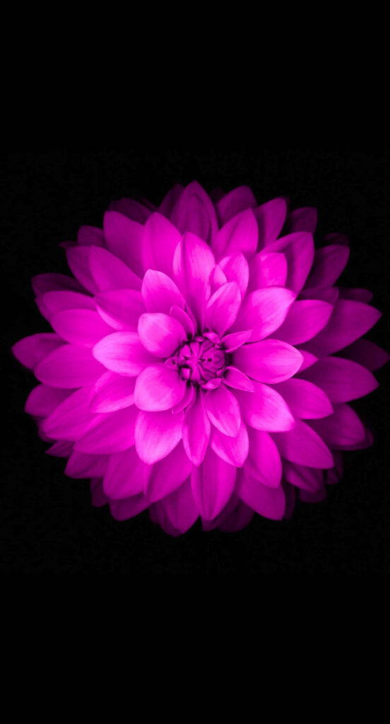 Pink Petals on Midnight Canvas: Vibrant Wallpaper capturing Ultra Pink Flower for iPhone XR Background