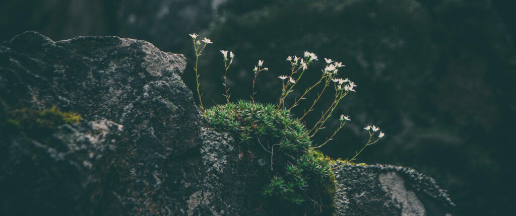 Ultra-Wide 4K Wallpaper: Wildflowers and Rugged Rocks Background