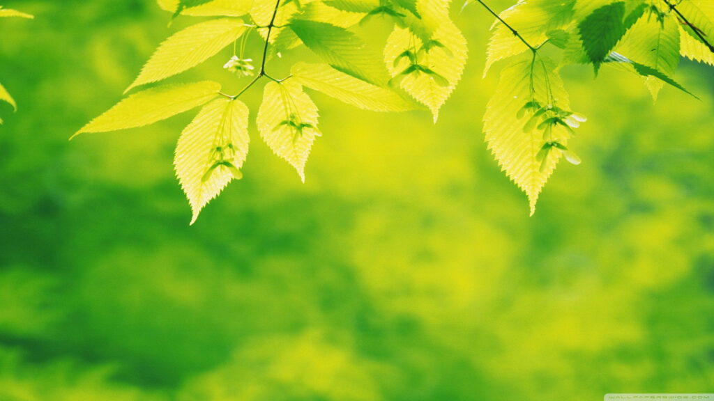 High-definition wallpaper of bright green Linden leaves and winged seeds with bokeh background