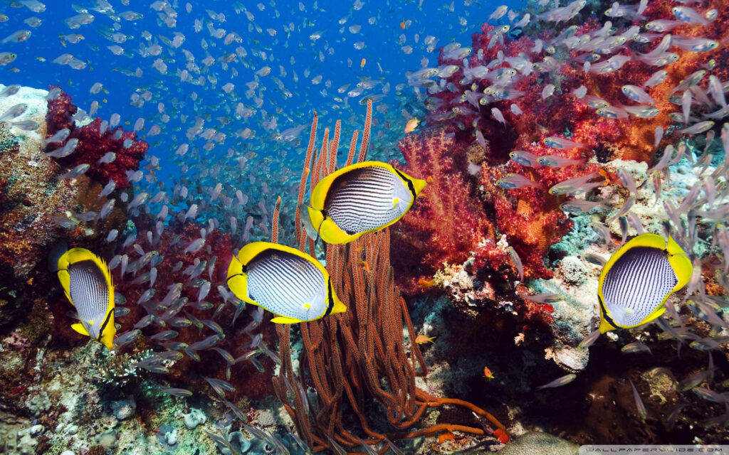 Coral Kingdom: A Stunning Wallpaper of Blackback Butterflyfish Dancing in a Vibrant Coral Reef