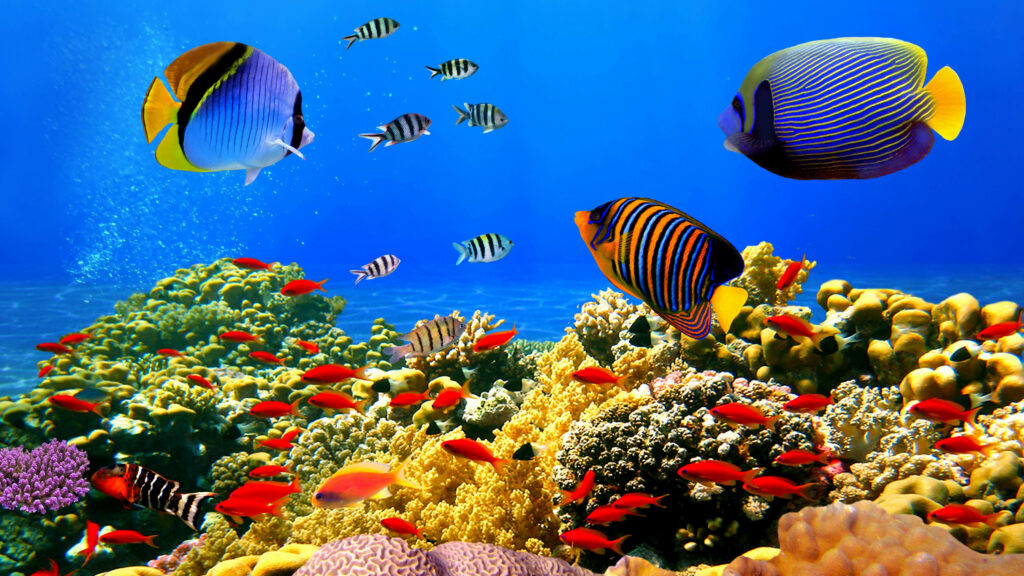 Underwater Symphony: A Vibrant Coral Reef with Majestic Butterflyfish - HD Wallpaper