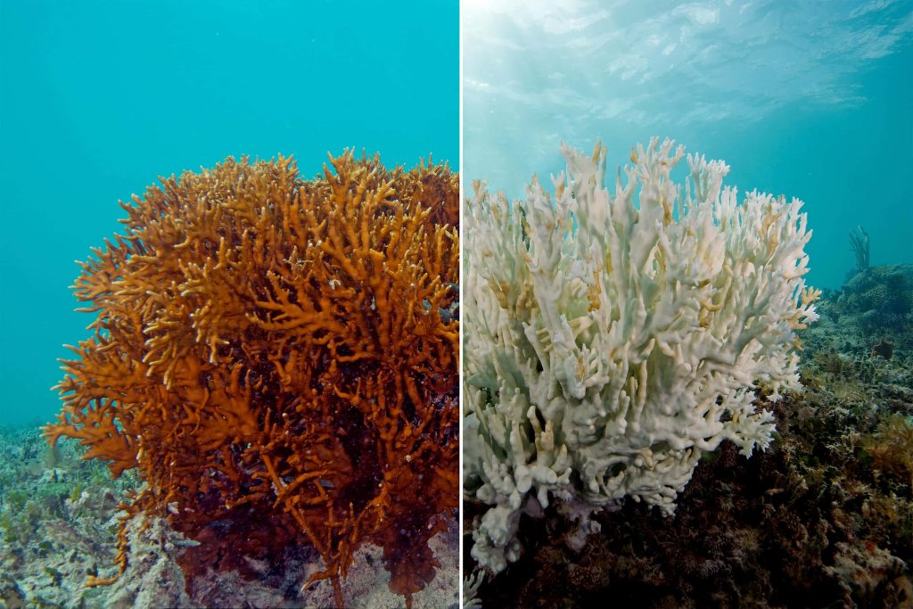 Underwater split-screen showing vibrant healthy coral and bleached coral from climate change stress Wallpaper