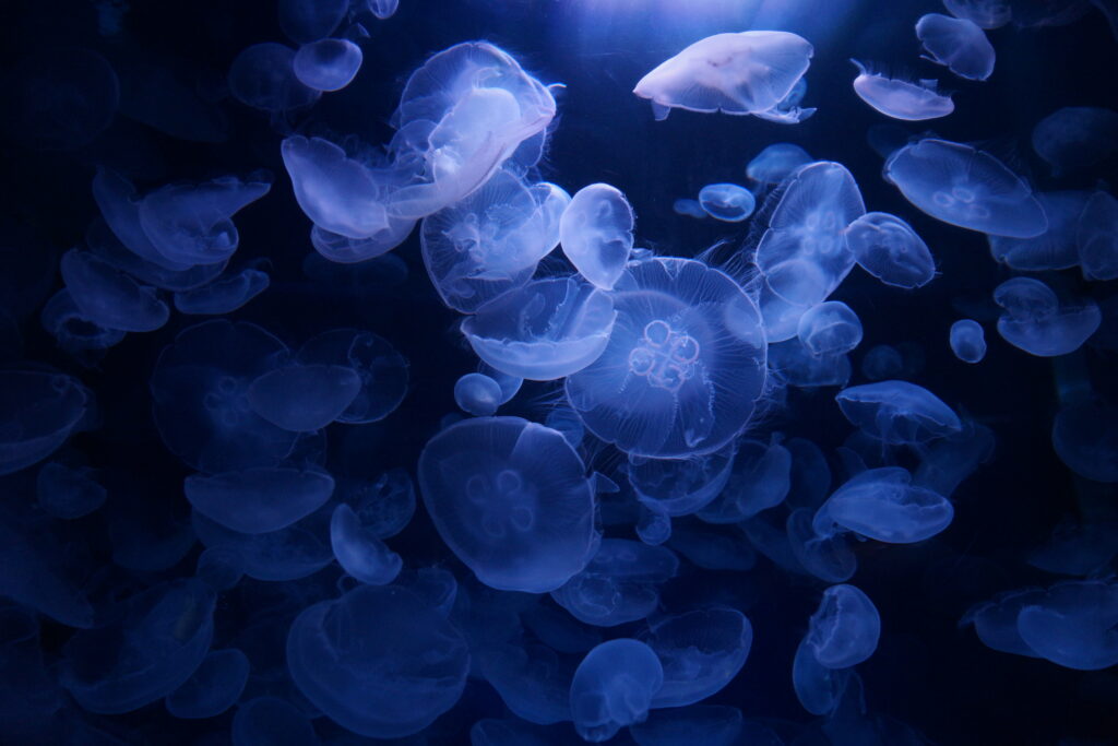 Jewels of the Deep: Mesmerizing Blue Jellyfish in Transparent Underwater World - Stunning 5K Wallpaper Background