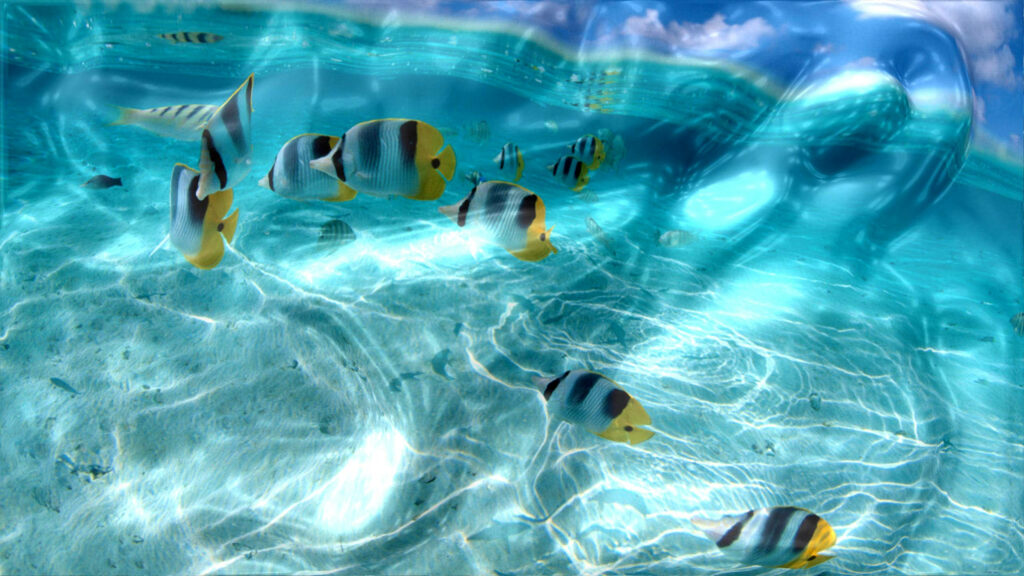 Underwater Symphony: Mesmerizing Live 3D Wallpaper Featuring Graceful Butterflyfishes in a Small School