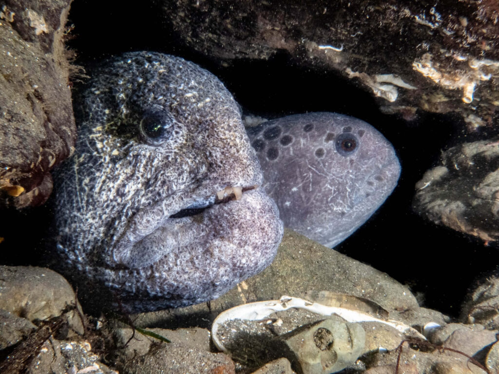 Captivating Underwater Wallpaper: Wolf Eels Nestled Among Rocks