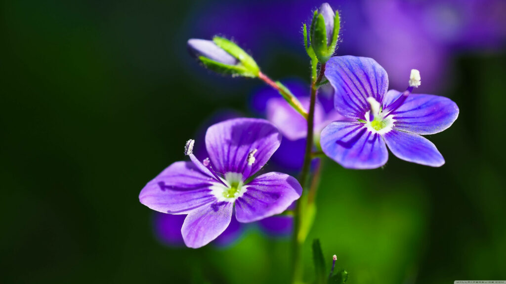 Blooming Beauty: A Captivating Purple Flower Ensemble with Two Buds Gently Unfolding Wallpaper