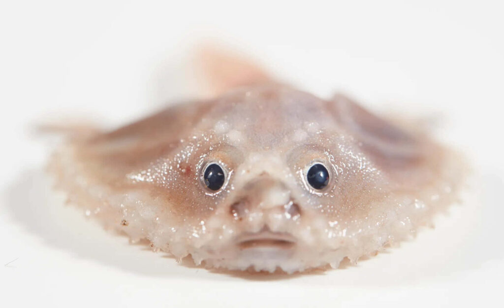 Close-up of a unique batfish with flattened body and expressive face gliding underwater wallpaper background
