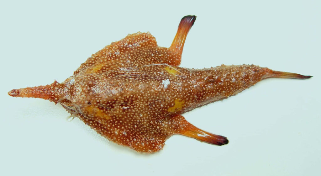 Unique batfish wallpaper showing textured skin and unusual body shape on clean background