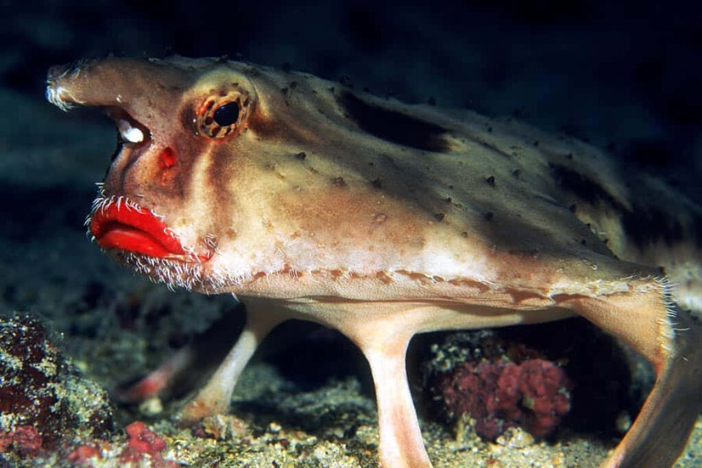 Unique Batfish Wallpaper: Vibrant Red Lips & Peculiar Ocean Beauty