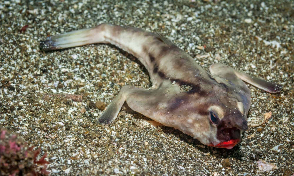 Unique batfish with bright red lips resting on sandy ocean floor underwater wallpaper background