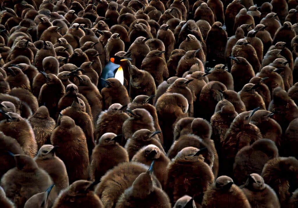 Unique Blue Penguin Among Brown Crowd – Stunning Wallpaper Background