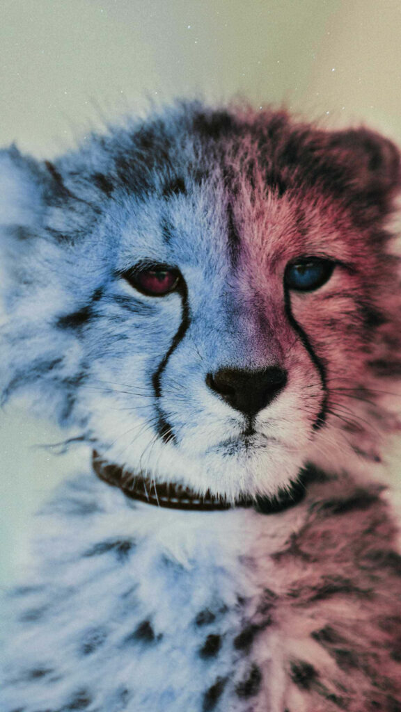 Unique Cheetah Cub Wallpaper: Colorful Eyes & Charming Expression