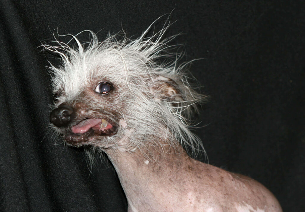 Unique Chinese Crested Dog Wallpaper: Distinctive Sparse Coat & Character