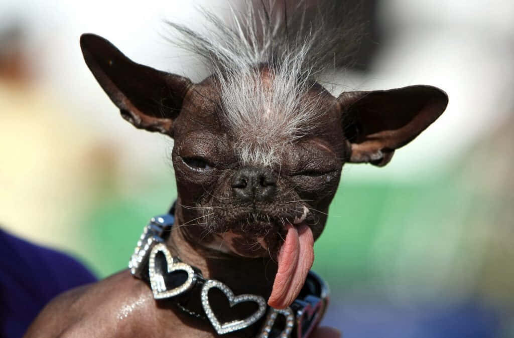 Unique Dog with Heart Collar - Stunning Wallpaper Background