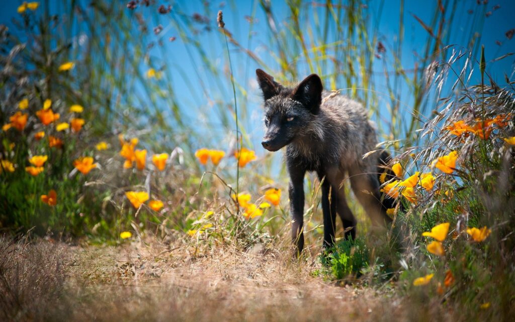 Unique Fox Wallpaper in Vibrant Meadow with Colorful Flowers