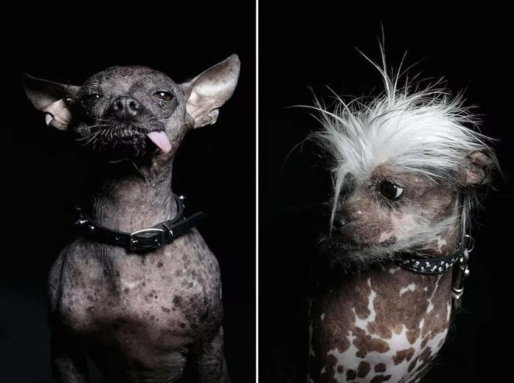 Unique Hairless Dogs in Dramatic Lighting | Dark Background Wallpaper