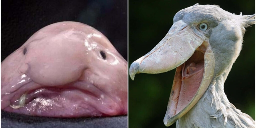 Unique Marine Creature & Stork Bird Wallpaper: Visual Contrast